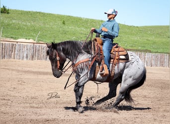 Caballo cuarto de milla, Yegua, 7 años, 150 cm, Ruano azulado