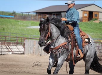 Caballo cuarto de milla, Yegua, 7 años, 150 cm, Ruano azulado