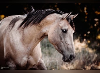 Caballo cuarto de milla, Yegua, 7 años, 151 cm, Bayo