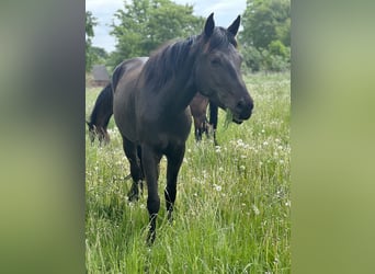 Caballo cuarto de milla Mestizo, Yegua, 7 años, 151 cm, Negro