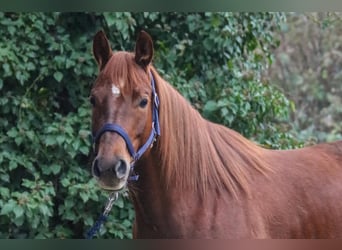 Caballo cuarto de milla, Yegua, 7 años, 151 cm