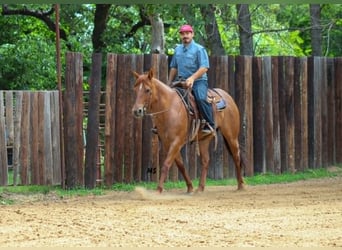 Caballo cuarto de milla, Yegua, 7 años, 152 cm, Alazán rojizo