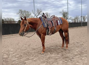 Caballo cuarto de milla, Yegua, 7 años, 152 cm, Alazán rojizo