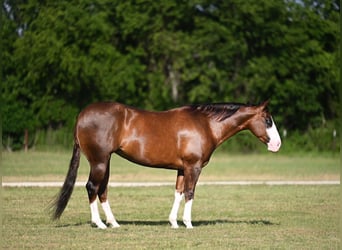 Caballo cuarto de milla, Yegua, 7 años, 152 cm, Alazán-tostado
