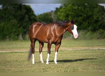 Caballo cuarto de milla, Yegua, 7 años, 152 cm, Alazán-tostado
