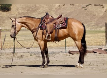 Caballo cuarto de milla, Yegua, 7 años, 152 cm, Buckskin/Bayo