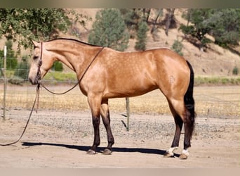 Caballo cuarto de milla, Yegua, 7 años, 152 cm, Buckskin/Bayo