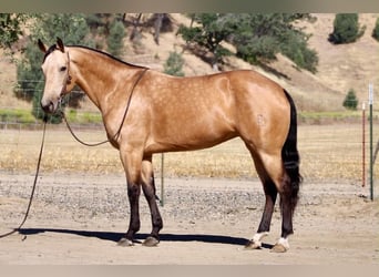 Caballo cuarto de milla, Yegua, 7 años, 152 cm, Buckskin/Bayo