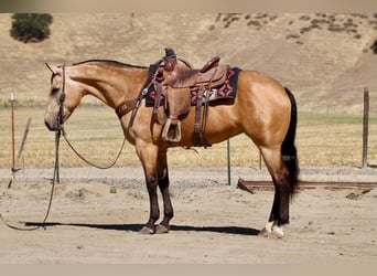 Caballo cuarto de milla, Yegua, 7 años, 152 cm, Buckskin/Bayo