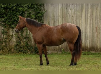 Caballo cuarto de milla, Yegua, 7 años, 152 cm, Castaño-ruano