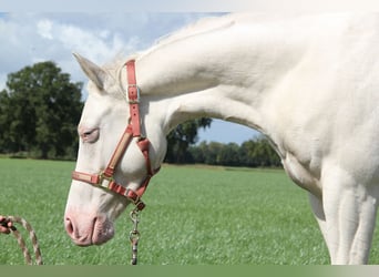 Caballo cuarto de milla, Yegua, 7 años, 152 cm, Cremello