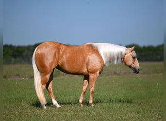 Caballo cuarto de milla, Yegua, 7 años, 152 cm, Palomino