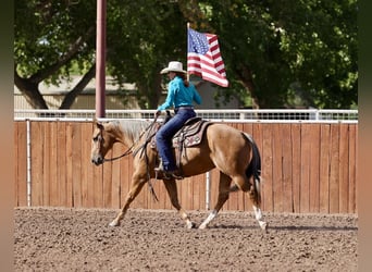 Caballo cuarto de milla, Yegua, 7 años, 152 cm, Palomino