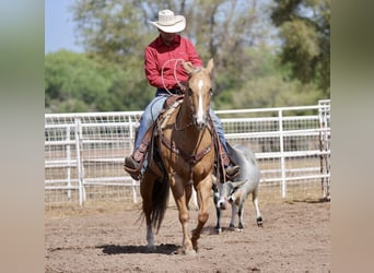 Caballo cuarto de milla, Yegua, 7 años, 152 cm, Palomino