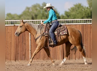 Caballo cuarto de milla, Yegua, 7 años, 152 cm, Palomino