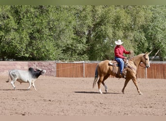 Caballo cuarto de milla, Yegua, 7 años, 152 cm, Palomino