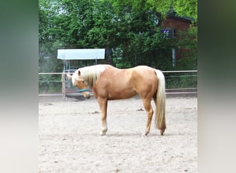 Caballo cuarto de milla, Yegua, 7 años, 152 cm, Palomino