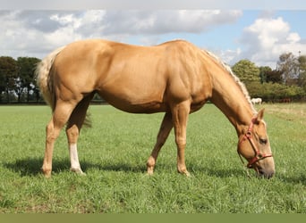 Caballo cuarto de milla, Yegua, 7 años, 152 cm, Palomino
