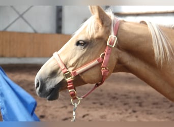 Caballo cuarto de milla, Yegua, 7 años, 152 cm, Palomino