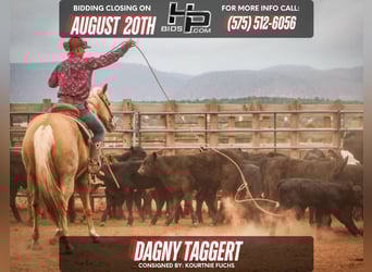 Caballo cuarto de milla, Yegua, 7 años, 152 cm, Palomino