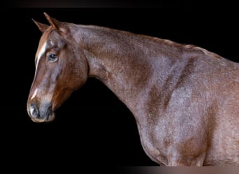 Caballo cuarto de milla, Yegua, 7 años, 152 cm, Ruano alazán