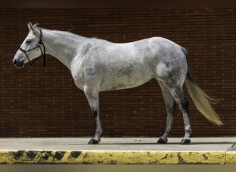 Caballo cuarto de milla, Yegua, 7 años, 152 cm, Tordo