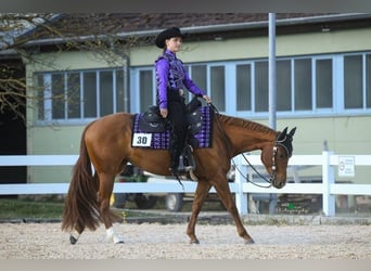Caballo cuarto de milla, Yegua, 7 años, 153 cm, Alazán
