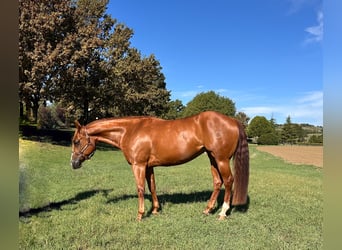Caballo cuarto de milla, Yegua, 7 años, 153 cm, Castaño-ruano