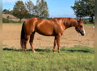 Caballo cuarto de milla, Yegua, 7 años, 153 cm, Castaño-ruano