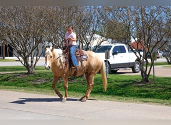 Caballo cuarto de milla, Yegua, 7 años, 155 cm, Palomino
