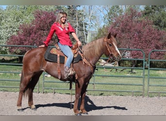 Caballo cuarto de milla, Yegua, 7 años, 157 cm, Ruano alazán