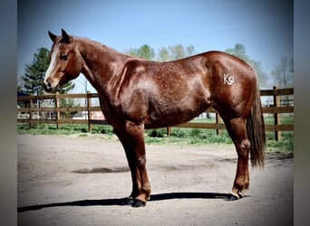 Caballo cuarto de milla, Yegua, 7 años, 157 cm, Ruano alazán