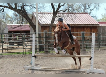 Caballo cuarto de milla, Yegua, 7 años, 157 cm, Ruano alazán