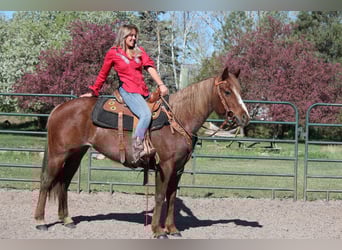 Caballo cuarto de milla, Yegua, 7 años, 157 cm, Ruano alazán