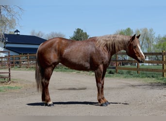 Caballo cuarto de milla, Yegua, 7 años, 157 cm, Ruano alazán