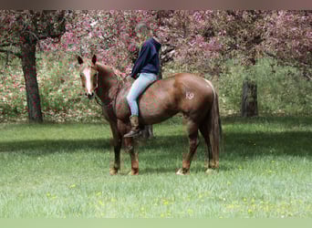 Caballo cuarto de milla, Yegua, 7 años, 157 cm, Ruano alazán