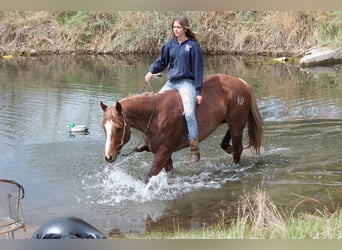 Caballo cuarto de milla, Yegua, 7 años, 157 cm, Ruano alazán