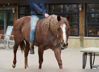 Caballo cuarto de milla, Yegua, 7 años, 157 cm, Ruano alazán