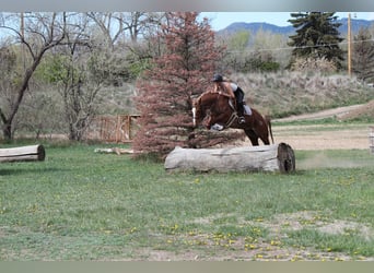 Caballo cuarto de milla, Yegua, 7 años, 157 cm, Ruano alazán