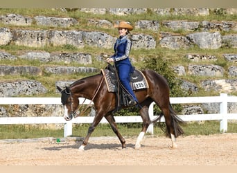 Caballo cuarto de milla, Yegua, 7 años, 160 cm, Alazán-tostado