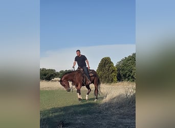 Caballo cuarto de milla, Yegua, 7 años, 160 cm, Castaño claro