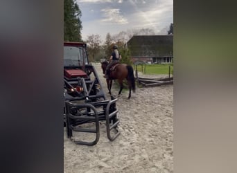 Caballo cuarto de milla, Yegua, 7 años, 160 cm, Castaño