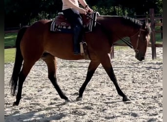 Caballo cuarto de milla, Yegua, 7 años, 160 cm, Castaño