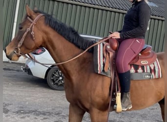 Caballo cuarto de milla, Yegua, 7 años, 160 cm, Castaño