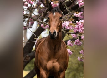 Caballo cuarto de milla, Yegua, 7 años, 160 cm, Castaño