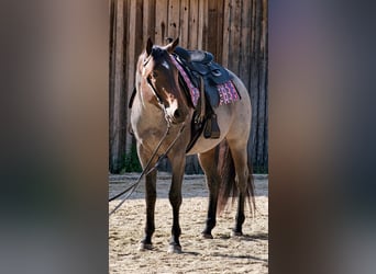 Caballo cuarto de milla, Yegua, 7 años, 163 cm, Castaño-ruano