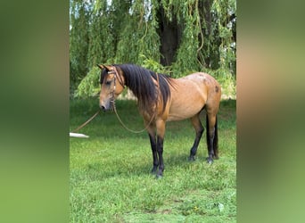 Caballo cuarto de milla, Yegua, 7 años, 173 cm, Buckskin/Bayo