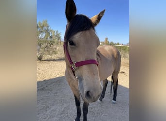 Caballo cuarto de milla, Yegua, 7 años, 173 cm, Buckskin/Bayo