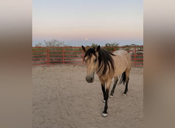 Caballo cuarto de milla, Yegua, 7 años, 173 cm, Buckskin/Bayo