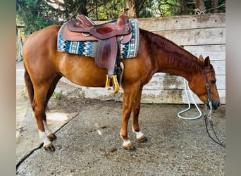 Caballo cuarto de milla, Yegua, 7 años, Alazán